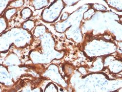 Aromatase Antibody (CYP19A1/4257) - Azide and BSA Free, Novus Biologicals 100 &mu;g | Buy Online | Novus Biologicals | Fisher Scientific